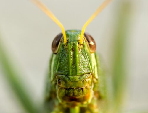 INSECTIVISTAS